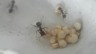 Messor barbarus - harvester ants - 28/07/2017