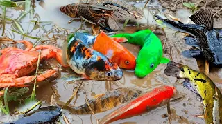 catch colorful fish, koi fish, ornamental fish and millions of other animals