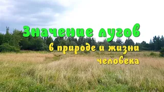 Значение лугов в природе и жизни человека. Человек и мир