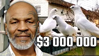 Майк Тайсон дал $3,000,000 голубям! Двухчубые голуби. Tauben. Pigeons. Palomas. Pombos. 비둘기.