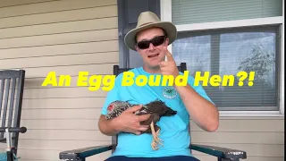 How Do You Help Your Egg Bound Hen?