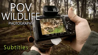 FIRST PERSON wildlife photography - turn on SUBTITLES - FALLOW DEER FIGHTING | POV | No talk