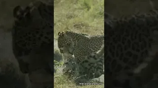 Leopard Shows No Mercy while hunting serval #shorts #leopardvsserval