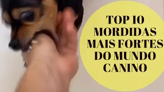 TOP 10 MORDIDAS MAIS PODEROSAS DO MUNDO CANINO