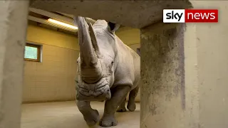 Saving Africa's Northern white rhino