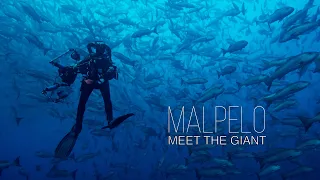 Malpelo - Meet The Giant