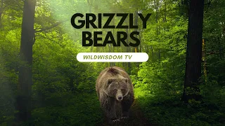 Grizzly Bears