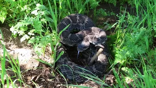 Southern Pacific Rattlesnake (Crotalus oreganus helleri)