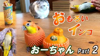 おもろいインコおーちゃんPart2成鳥編【シロハラインコ】