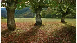 Reflexiones de vida - Tres pequeños arboles - Mariano Osorio