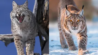 Bobcat vs Lynx: Who's the Stealthier Hunter? | Wildlife Videos