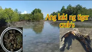 ep.#43 manginginhas tayo ng mga shel's mga kapidz Negros Oriental Vlog.