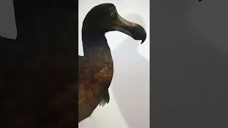 The Dodo Bird Will Be Alive Again Soon!