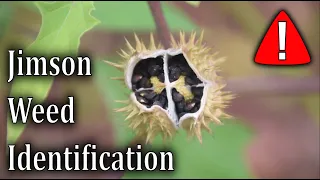 How To Identify Jimson Weed - Datura Stramonium