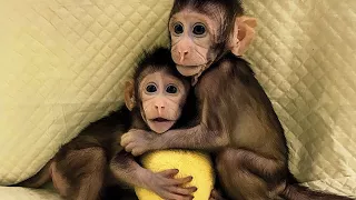 Animal cloning; China clones two monkeys using same technique that made Dolly the Sheep Compilation