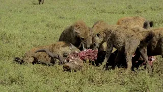 Spotted Hyenas Having A Lions Share of The Kill