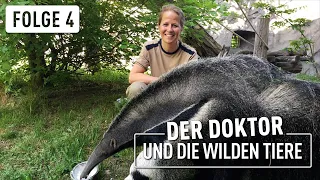 Ameisenbär Falin und die Freundschaft | Der Doktor und die wilden Tiere | (4/6)