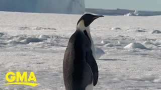 'GMA' encounters Antarctica's majestic creatures l GMA