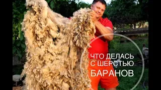 Что делать с шерстью баранов