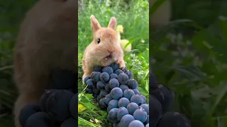 amazing eating little rabbit grapes // cute little pastoral pet #shorts #eating #rabbit