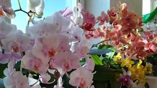 ЧАСТЬ 1.ЦВЕТЕНИЕ МОИХ ОРХИДЕЙ В КОНЦЕ МАРТА❣️😍👍#orhids #phalaenopsis #flor #orjidea #flores ❤️🧡💛💥🌱🦋