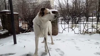 05.01.24 алабай Булат и пятница