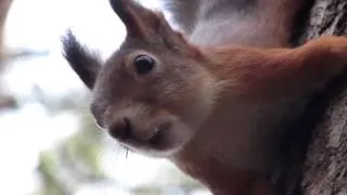 Белка поёт / Squirrel sings