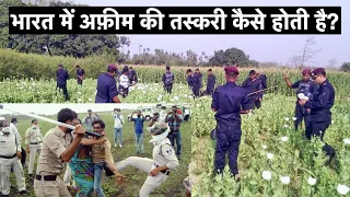 अफ़ीम की खेती farming India Opium Bird