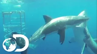 Shark POV Camera Shows Great White Intimidation Strategy | Sharks And The City: LA | SHARK WEEK 2018