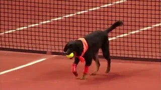 Street dogs retrieve balls during tennis tournament