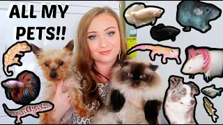 ALL OF MY PETS IN ONE VIDEO!!! | I HAVE OVER 30 ANIMALS! | ItsAnnaLouise