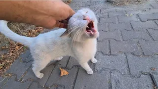 When the Angry White Cat came, it turned into a battlefield.