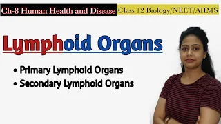 Lymphoid Organs|Primary & Secondary Lymphoid Organs| Human Health and Disease|Class 12 Biology /NEET