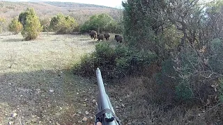 Macera dolu Omak yaban domuzu avı / Wildboar hunting in Turkey