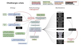 Cholinergic crisis, organophosphate poisoning (mechanism of disease)