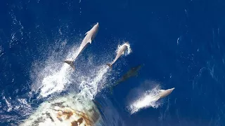 Dolphins Jumping and Playing with Cruise Ship!