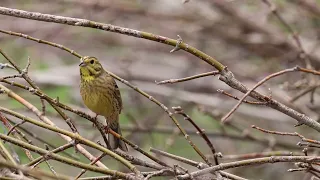 Emberiza citrinella 2986 02