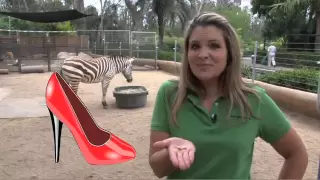 Zebras