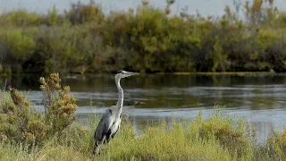 COP26: Dozens of nations pledge to safeguard nature amid past failures • FRANCE 24 English