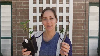 Propagate Fig Cuttings!