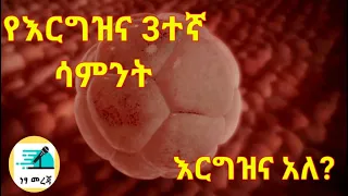 የእርግዝና ሶስተኛ ሳምንት// 3 Weeks Pregnant: What to Expect