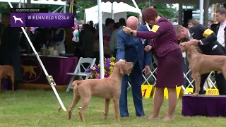 Wirehaired Vizslas | Breed Judging 2022