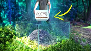 WHAT IF 1000 COCKROACHES RELEASED IN LARGE ANTHILL IN A TRANSPARENT CUBE? VERSUS ANTS