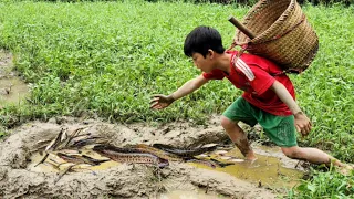 Bac dig many holes in the field, use eggs and bird bran as bait to lure snakeheads into the trap.