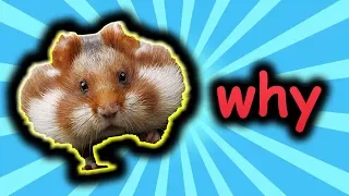 HAMSTERS ARE STUPID (April Fools 2018)