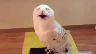 Как смеется сова  How Owl Laugh