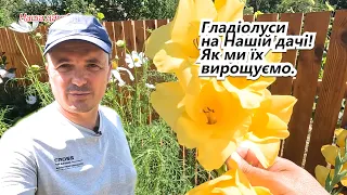 Огляд квітуючих гладіолусів на нашій дачи!