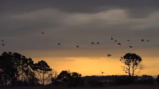 SONY RX10 IV - (Slow Motion) Birds in Flight at Sunrise