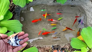 Menangkap ikan hias, ikan warna warni, ikan glofish, ikan molly, ikan Memphis, mas koki, koi #20