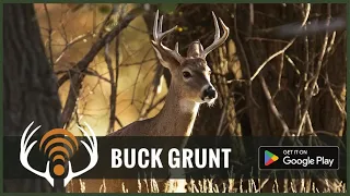 Whitetail Deer Buck Grunt - Sound Only - Call in Big Bucks!